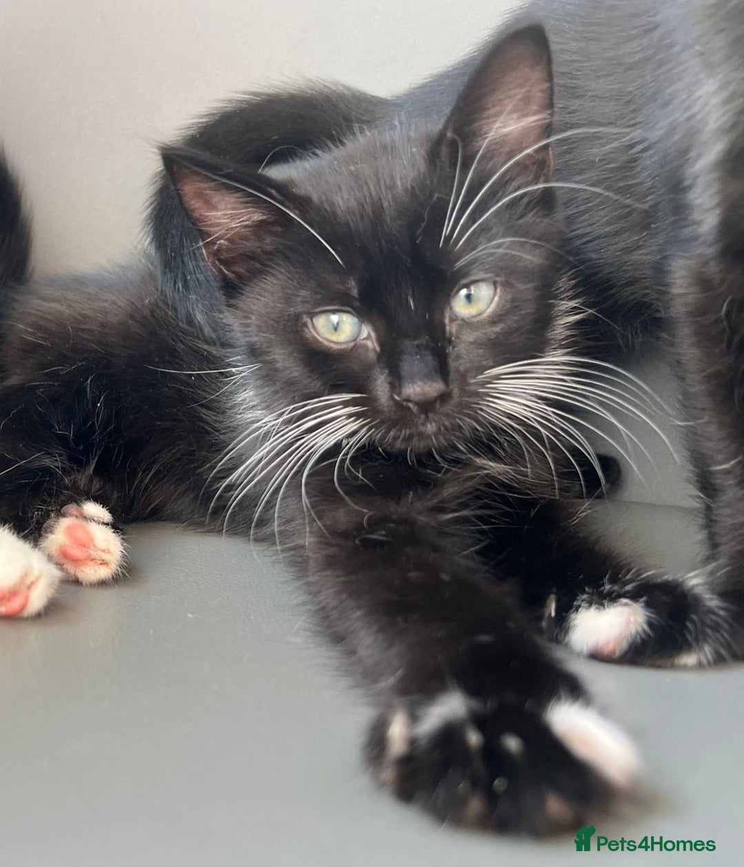 British Longhair cats for sale: Mixed breed kittens long hair Ready now! in Sevenoaks - Image 11