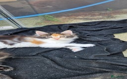 Maine Coon cats for sale: Gccf maincoon kittens. Ready from the 20th Sept  - Image 30