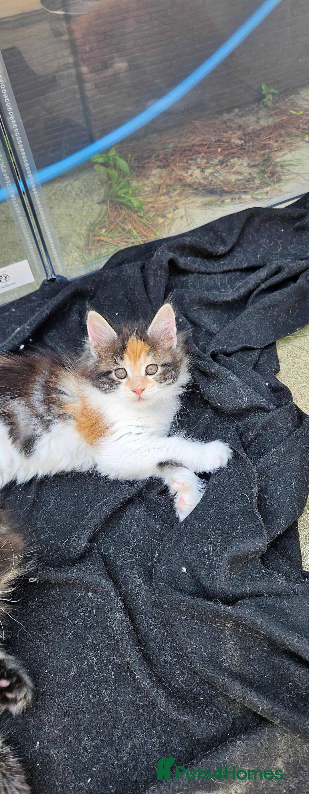 Maine Coon cats for sale: Gccf maincoon kittens. Ready from the 20th Sept  - Image 30