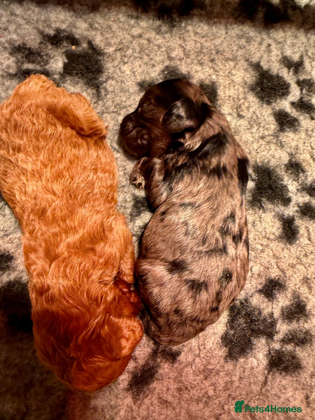 Cavapoo dogs for sale: Top quality F1 Cavapoo puppies - Advert 11