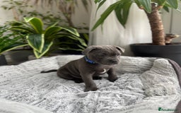 Staffordshire Bull Terrier dogs for sale: 🔷 Pharaon Champion Line Pups 🔷 in Wolverhampton - Image 18