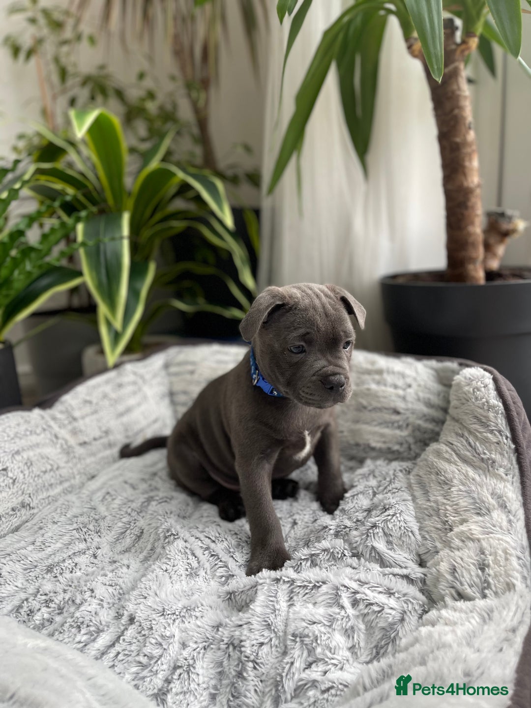 Staffordshire Bull Terrier dogs for sale: 🔷 Pharaon Champion Line Pups 🔷 in Wolverhampton - Image 18
