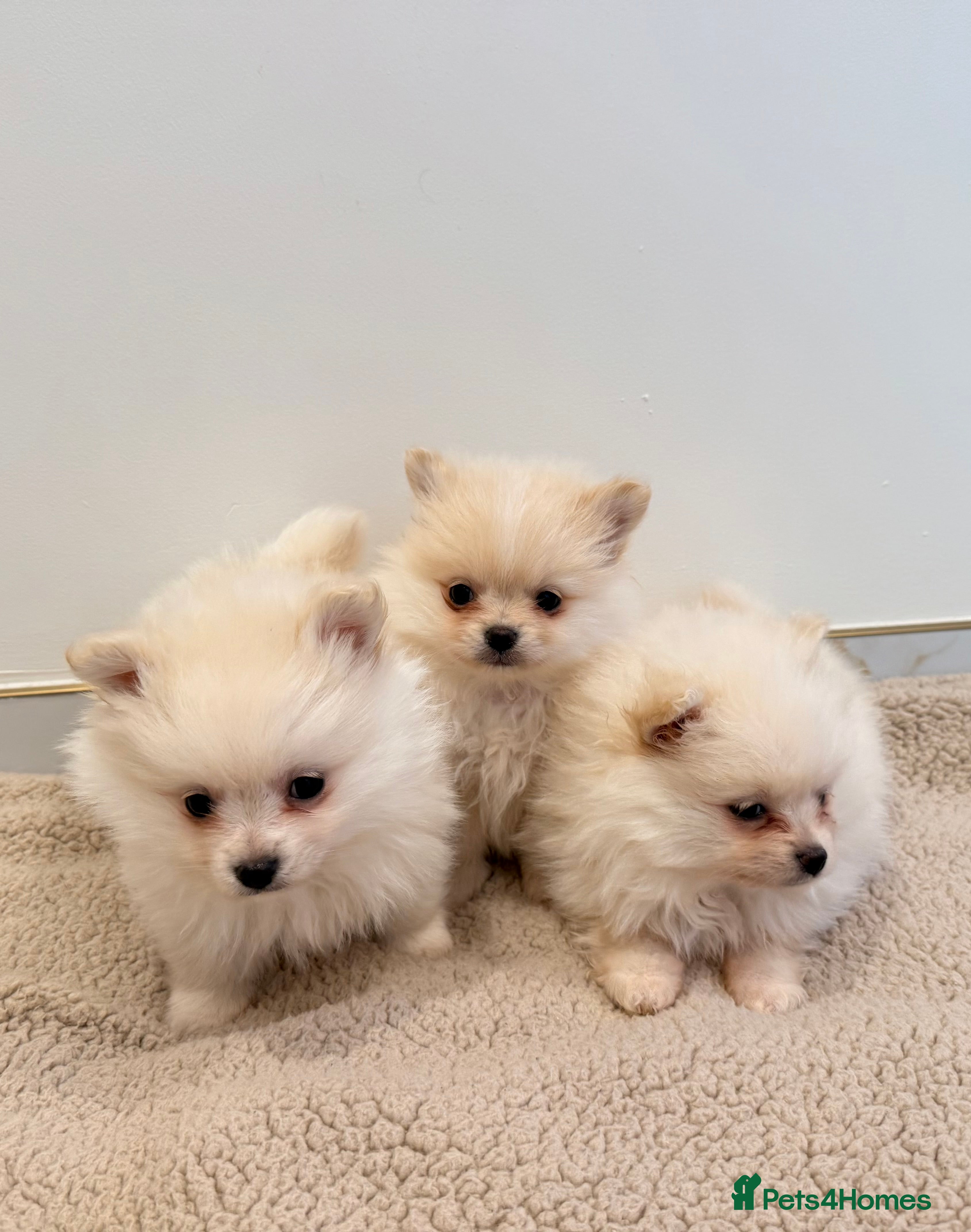 Pomeranian dogs 3 beautiful creamy/white Pomeranian puppies - Advert 12