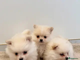 Pomeranian dogs 3 beautiful creamy/white Pomeranian puppies - Advert 4