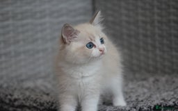 Ragdoll cats for sale: 🐈✨ Tica Registered Ragdoll Kittens in Tamworth - Image 22