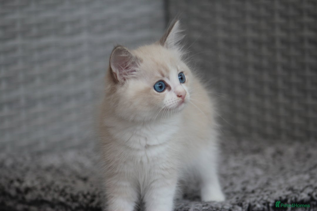 Ragdoll cats for sale: 🐈✨ Tica Registered Ragdoll Kittens in Tamworth - Image 22