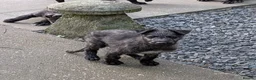 Deerhound dogs for sale: Scottish Deerhound Puppies  - Advert 6