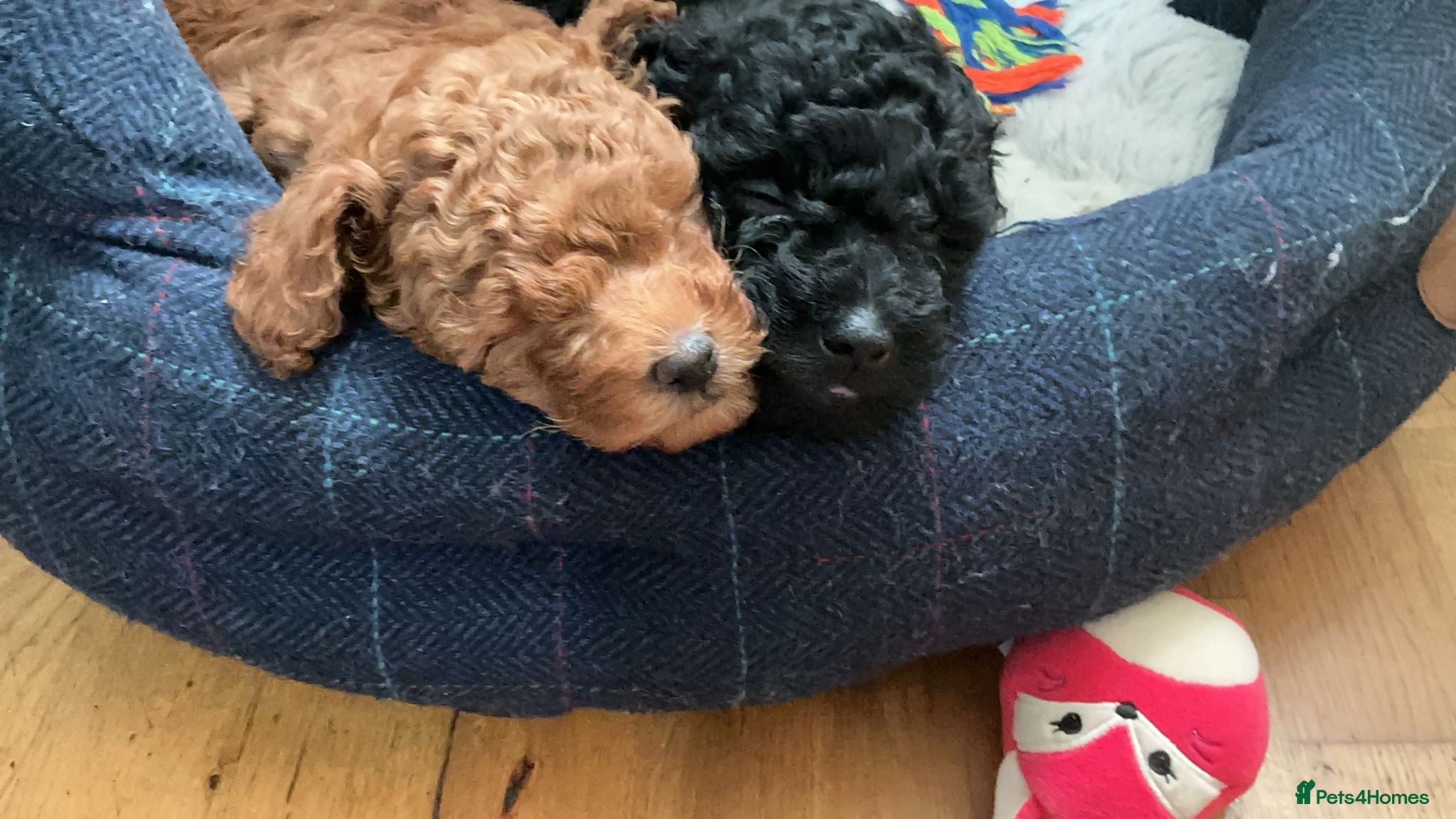 Miniature Poodle dogs Miniature poodles - 2 male  - Advert 15