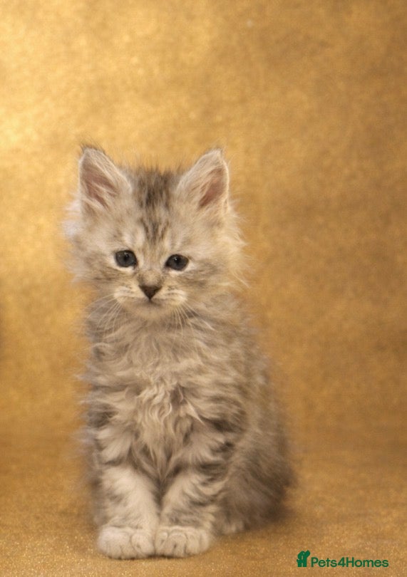 Maine Coon cats Outstanding Maine Coon Kittens | Champion lines - Advert 3