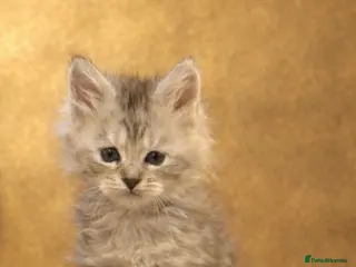 Maine Coon cats Outstanding Maine Coon Kittens | Champion lines - Advert 3