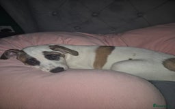 Mixed Breed dogs for sale: 🐶 Staffy x Japanese Akita Puppies 🐶 in Weston-super-Mare - Image 6