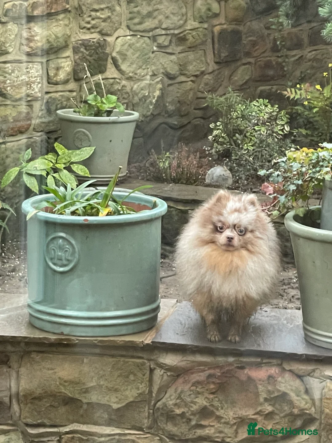 Pomeranian dogs for stud: Lilac Tan Merle Stud Boy kc in Pontefract - Advert 7