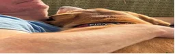 Mixed Breed dogs for adoption: Loki is looking for his forever home  in Whitley Bay - Advert 6