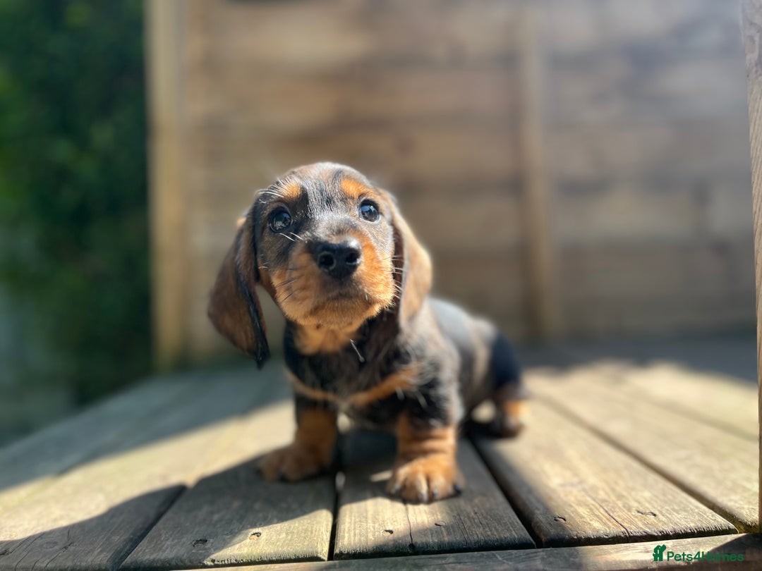Dachshund dogs for sale: Outstanding PRA clear Miniature Dachshund puppies in Llansantffraid - Image 1