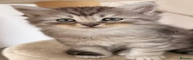 Siberian 1