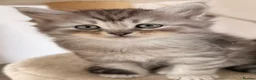 Siberian cats for sale: New imported lines Siberian kittens - Advert 14