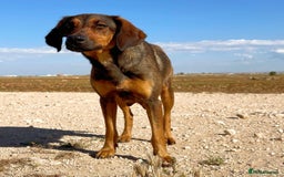 Mixed Breed dogs for adoption: Scout (Small Shepherd/Hound mix) - Image 4