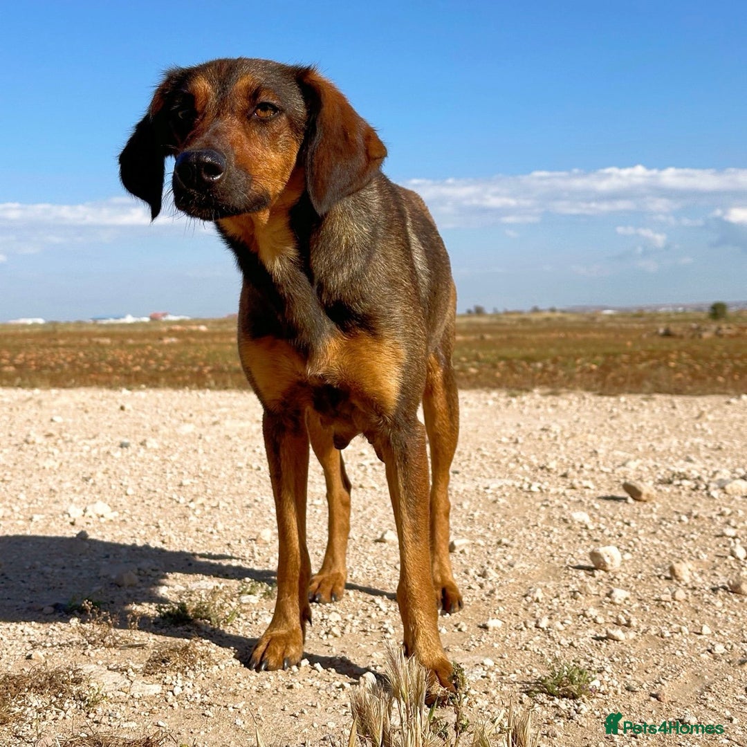 Mixed Breed dogs for adoption: Scout (Small Shepherd/Hound mix) - Image 4