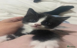 Domestic Shorthair cats for sale: Female kittens - Image 1