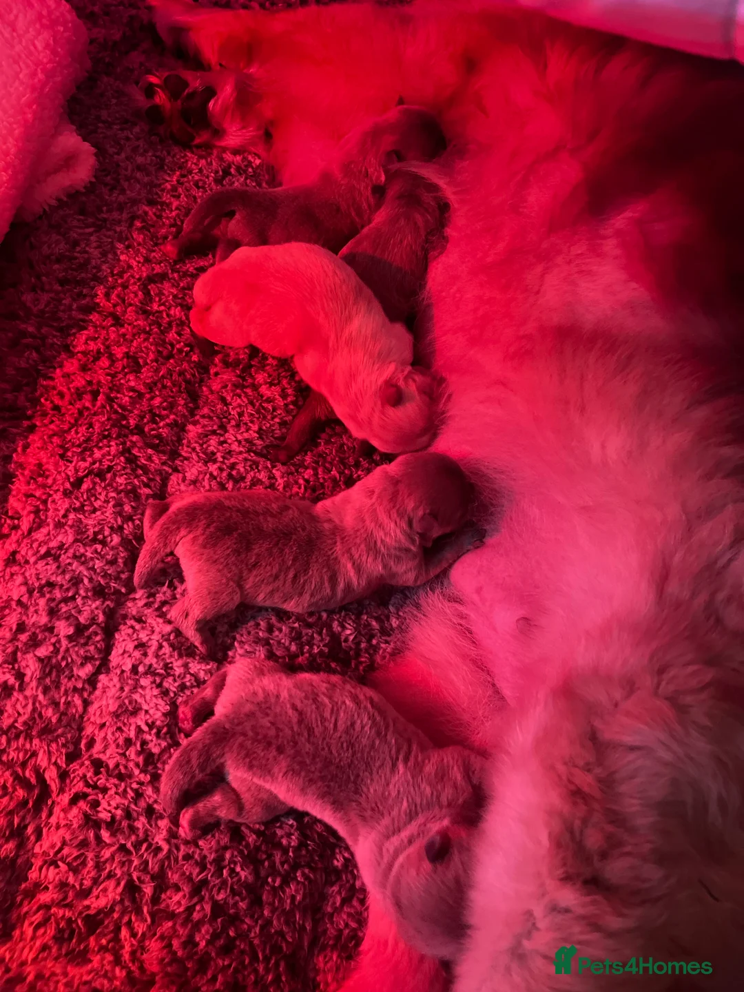 Chow Chow dogs for stud: SUMO- lilac, chocolate, rainbow producer in Cheltenham - Advert 15