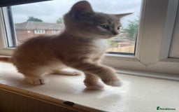 British Shorthair cats for sale: Kittens READY TO LEAVE British SH/Russian white - Image 4