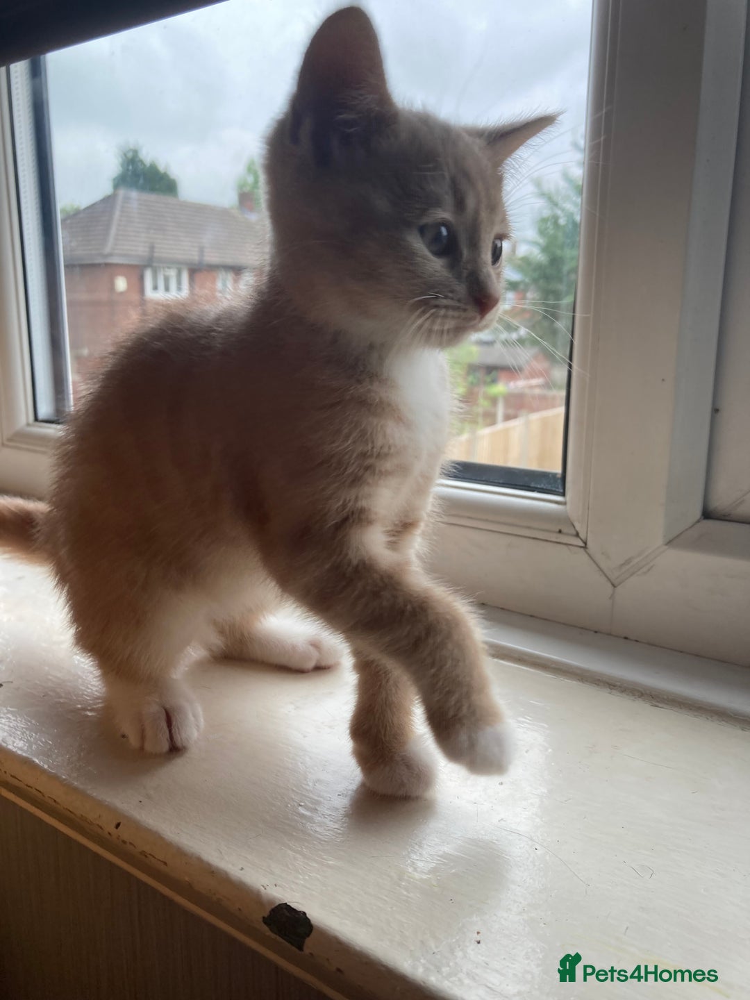British Shorthair cats for sale: Kittens READY TO LEAVE British SH/Russian white - Image 4