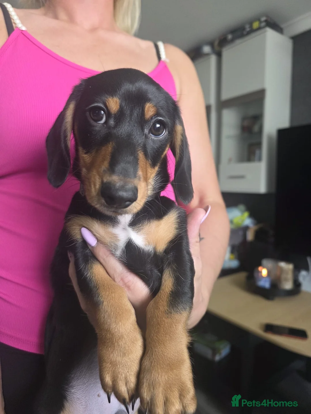 Miniature Dachshund dogs for sale: 1 handsome KC registered boy available  - Advert 1