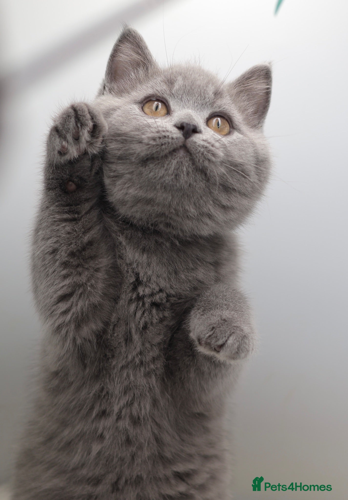 British Shorthair cats PEDIGREE REGISTERED CHUNKY BRITISH SHORTHAIRS - Advert 2