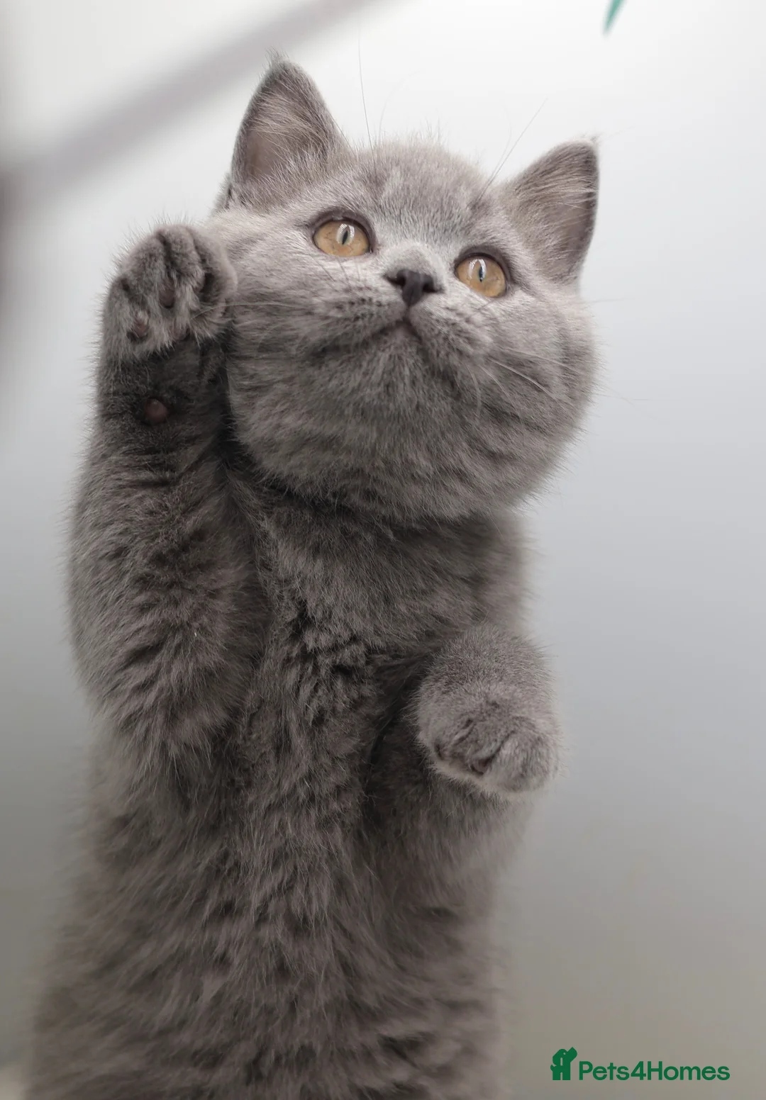 British Shorthair cats for sale: PEDIGREE REGISTERED CHUNKY BRITISH SHORTHAIRS - Advert 1