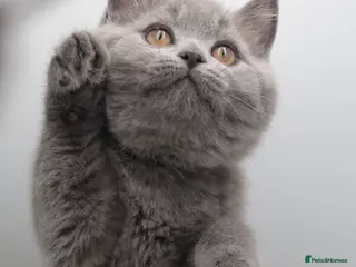 British Shorthair cats PEDIGREE REGISTERED CHUNKY BRITISH SHORTHAIRS - Advert 1