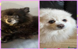 Pomeranian dogs for adoption: Gorgeous Older Poms for adoption - Image 1