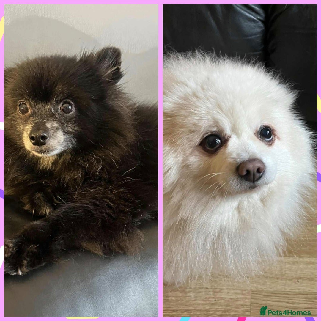 Pomeranian dogs for adoption: Gorgeous Older Poms for adoption - Image 1