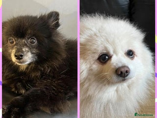 Pomeranian dogs Gorgeous Older Poms for adoption - Advert 1