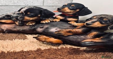 Miniature Dachshund dogs - Advert 1