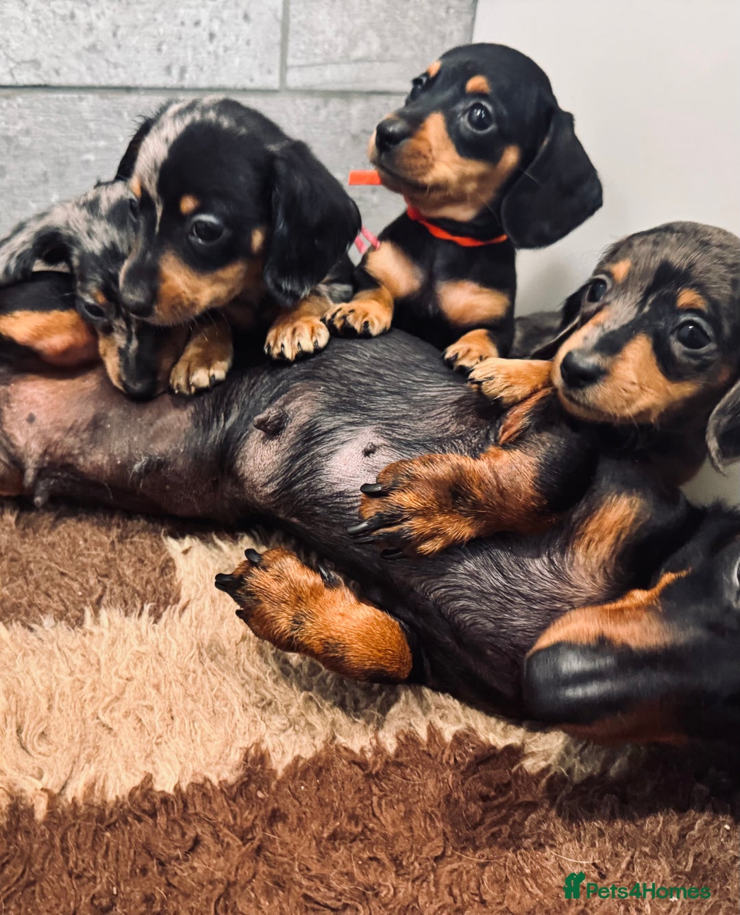Miniature Dachshund dogs for sale: ✨ Adorabla Mini Kc PRA clear ready now  ✨✨ - Image 15