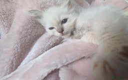 Ragdoll cats for sale: GCCF Ragdoll Kitten Champion lines  - Image 5