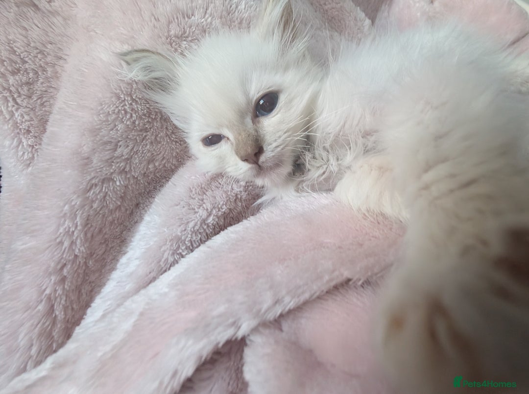 Ragdoll cats for sale: GCCF Ragdoll Kitten Champion lines  - Image 5