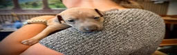 Italian Greyhound dogs for sale: KC Registered Italian Greyhound Girl Puppies - Advert 21