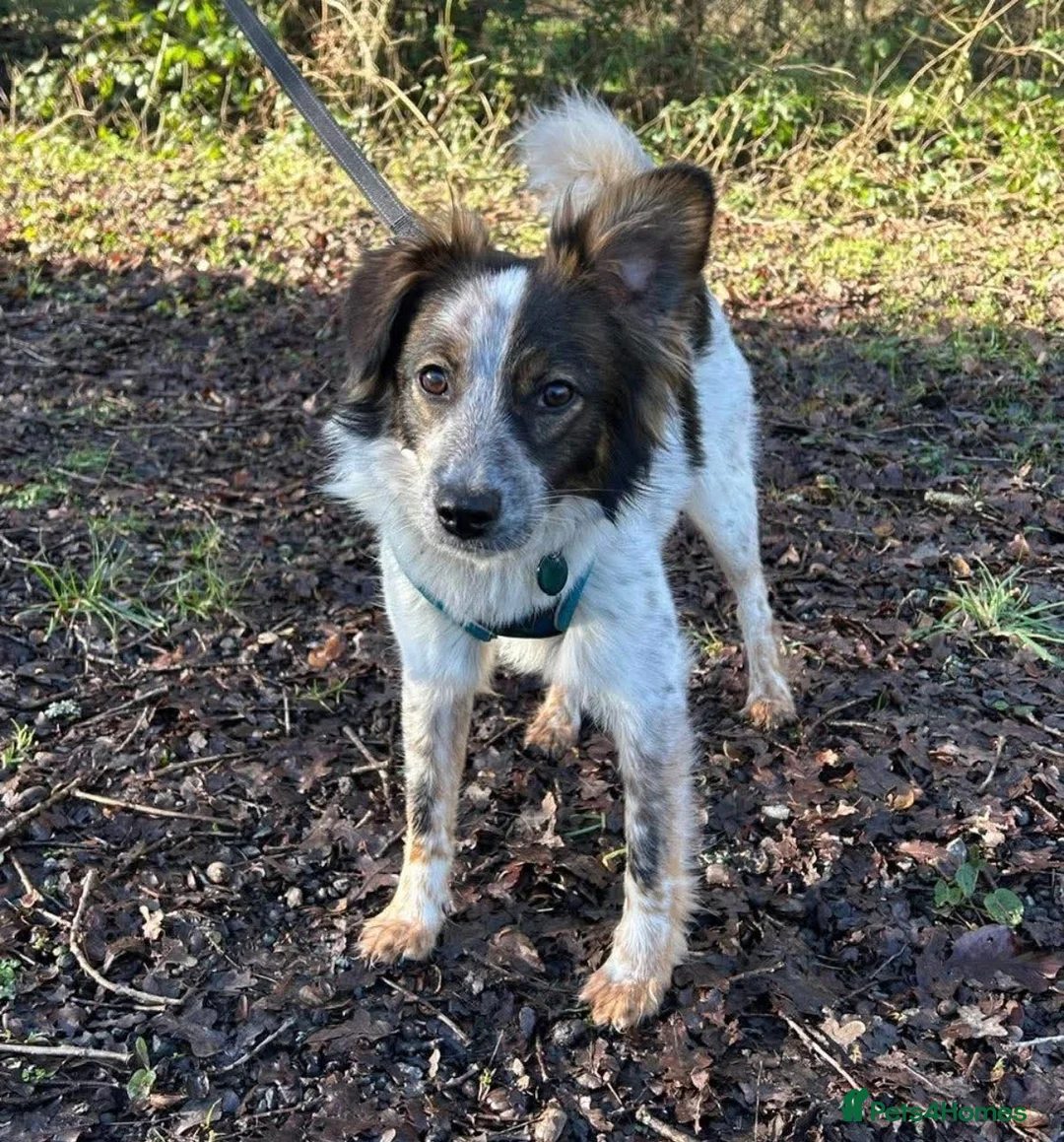 Mixed Breed dogs for adoption: Rescue Chance is looking for his “chance” - Advert 7