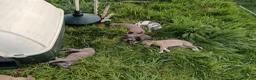 Whippet dogs for sale: 8 stunning puppies  in Okehampton - Advert 3