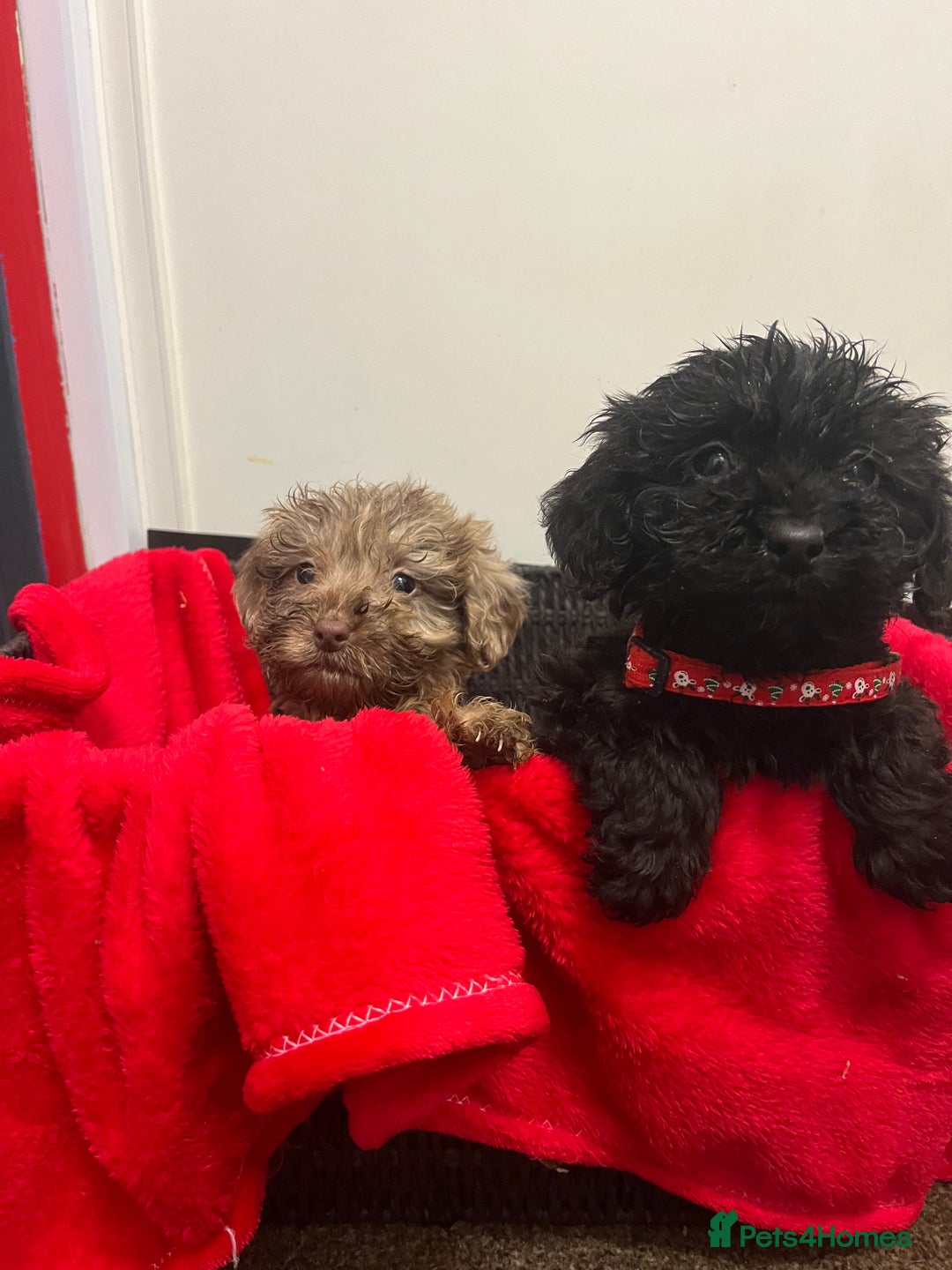 Sproodle dogs for sale: 7 beautiful sproodle puppies  - Advert 9