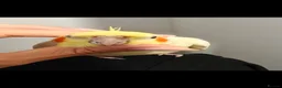Cockatiels birds for sale: Tame Female Lutino Cockatiel + Cage & Food £30 in Leeds - Advert 5