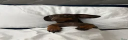 Mixed Breed dogs for sale: French bullwieners  in Cardiff - Advert 1