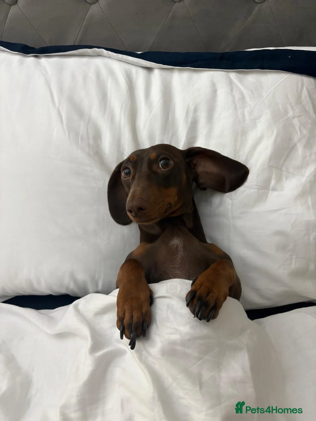 Mixed Breed dogs for sale: French bullwieners  in Cardiff - Advert 1