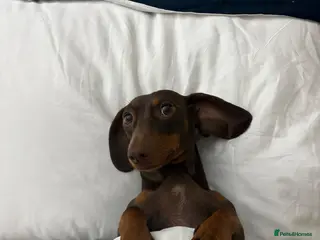 Mixed Breed dogs French bullwieners - Advert 1