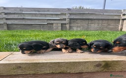 Miniature Dachshund dogs for sale: *Last 1 left* KC long haired mini dachshunds - Image 6