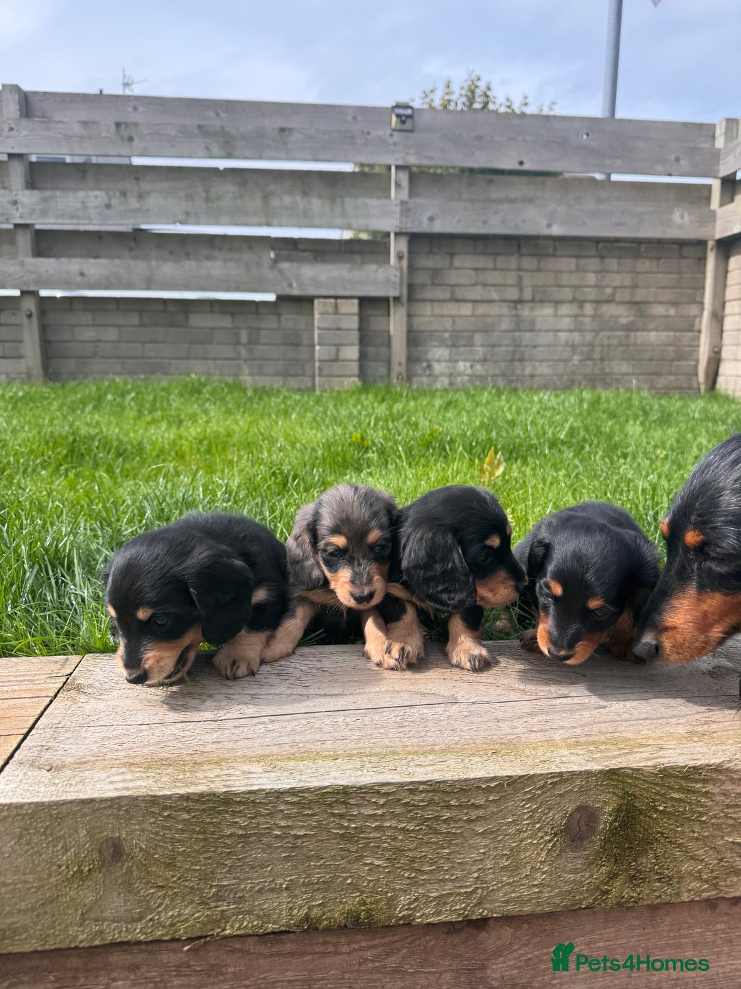 Miniature Dachshund dogs for sale: *Last 1 left* KC long haired mini dachshunds - Image 6