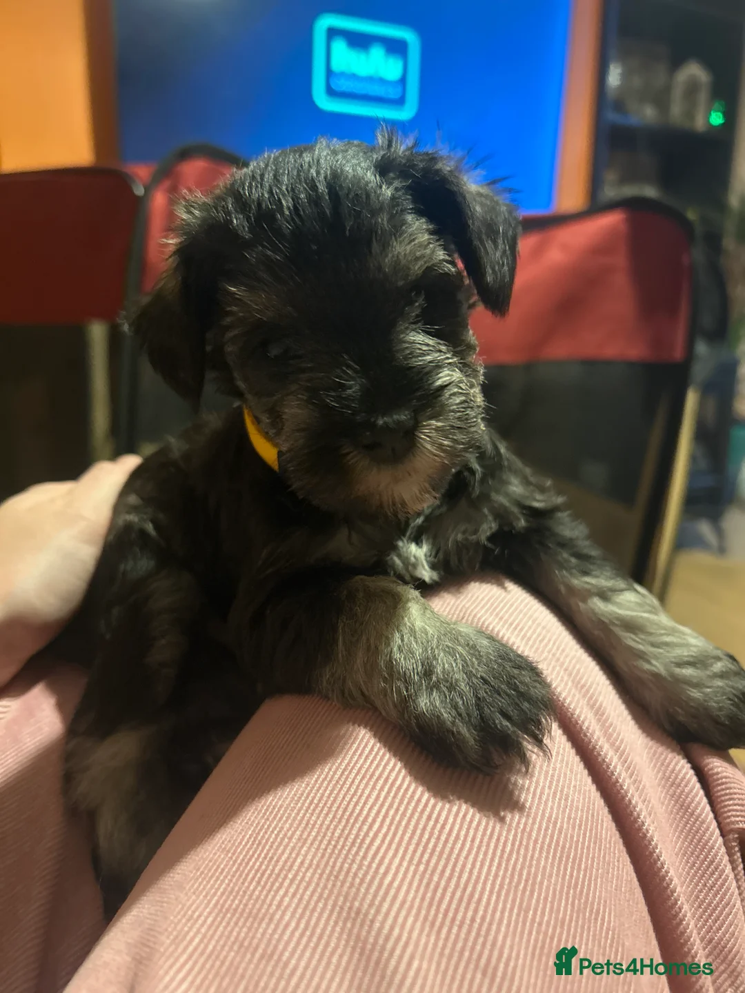 Miniature Schnauzer dogs for sale: Pedigree Miniature Schnauzers in Nottingham - Advert 5