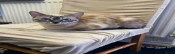 Bengal cats for sale: Snow Bengal Cat 1 years old female  in Pinner - Advert 1