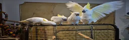 Cockatoo birds for sale: 9-Week-Old Triton Cockatoo Chicks Available - Advert 6